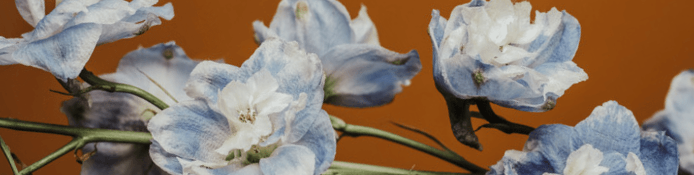 Twig of blue flowers