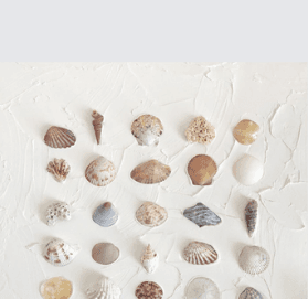 Shells arranged in a grid on a textured wall